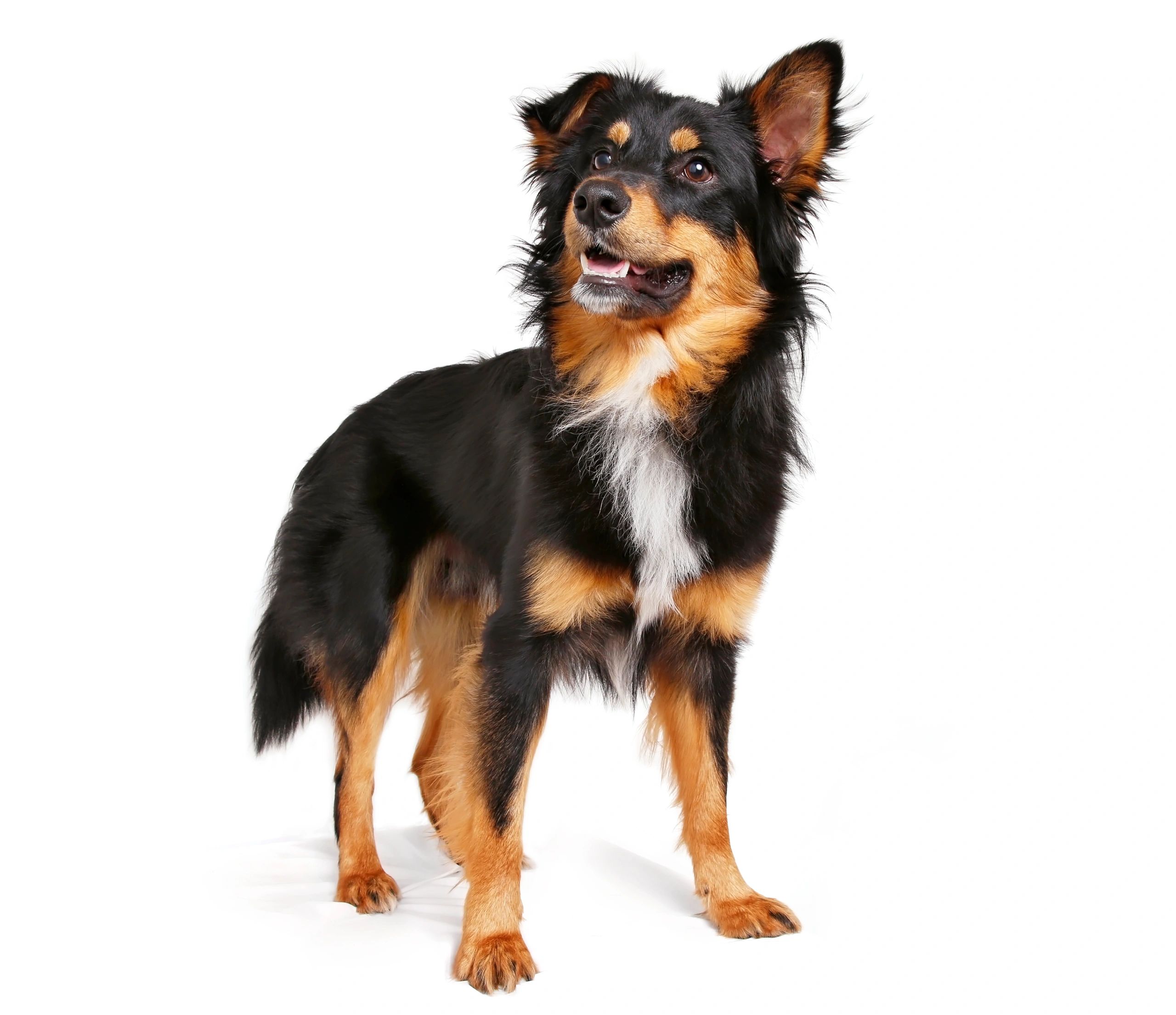 YOU ADOPTED A DOG, NOW WHAT?